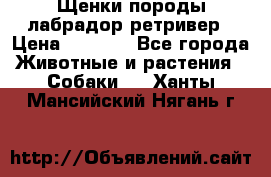 Щенки породы лабрадор ретривер › Цена ­ 8 000 - Все города Животные и растения » Собаки   . Ханты-Мансийский,Нягань г.